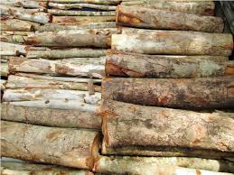 Acacia wood