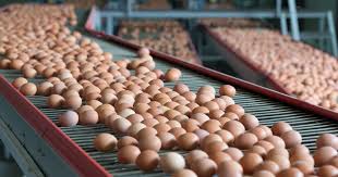 Industrial chicken egg