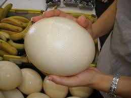 Ostrich Egg