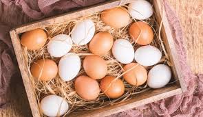 Farm chicken egg