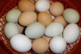 Chicken egg