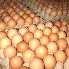 Fresh chicken egg