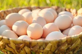 Fresh chicken egg