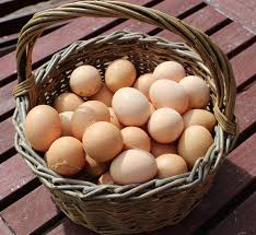 Fresh chicken egg