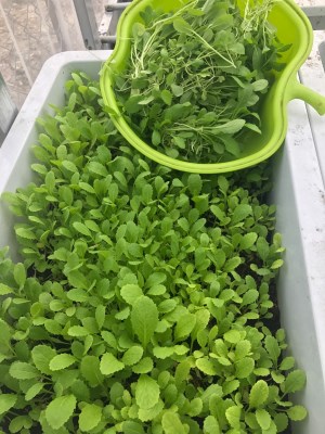 Fresh Vegetable