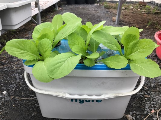 Fresh Vegetable