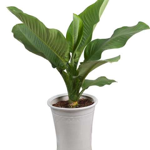 Office Tree