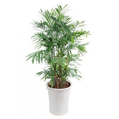 aroid palm