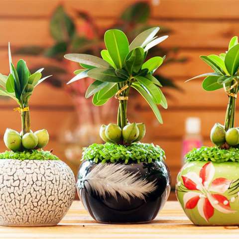 lucky bamboo