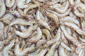 Fresh Shrimp