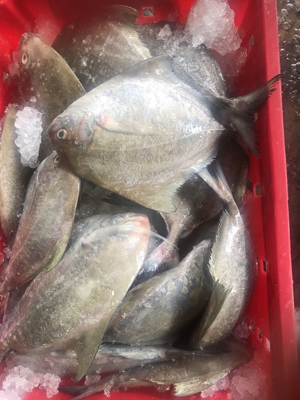 Black pomfret