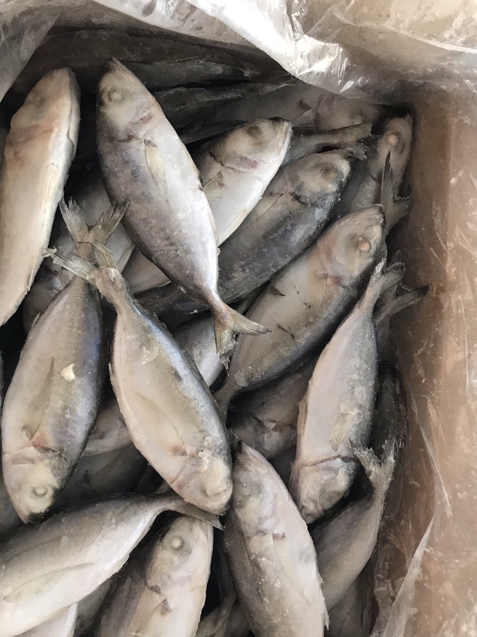 Blackfin scad
