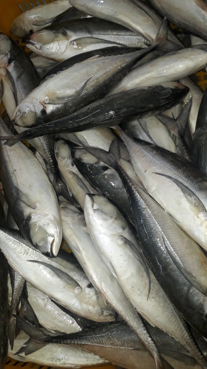Horse mackerel