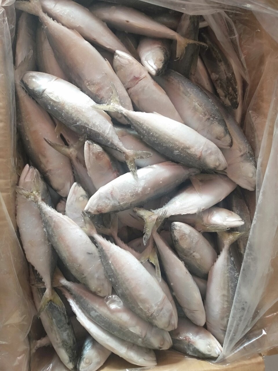 Indian mackerel