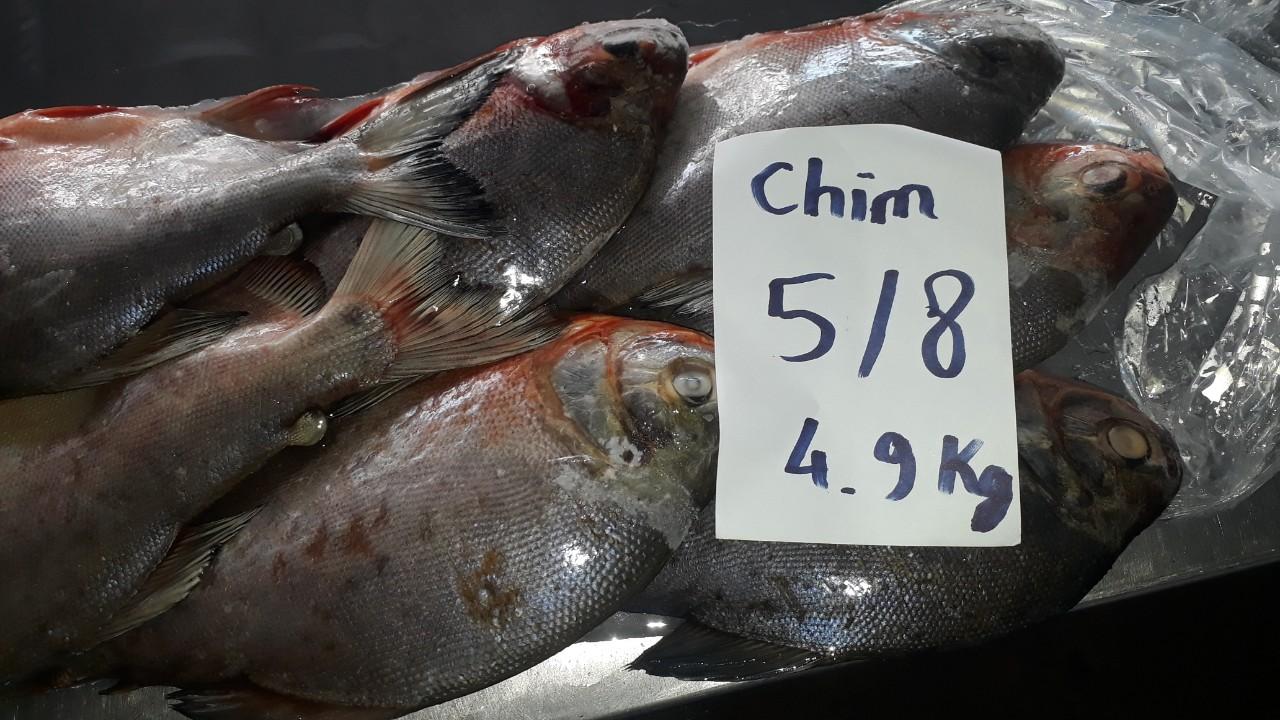 Red pomfret fish