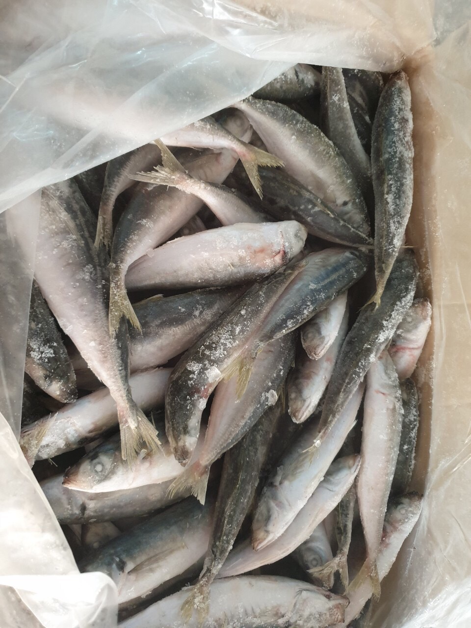 Round scad