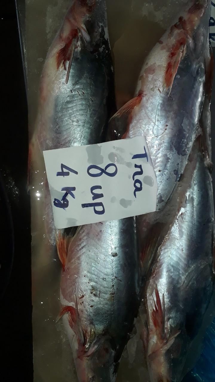 Shutchi catfish