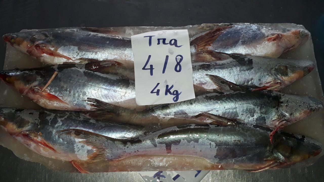 Shutchi catfish