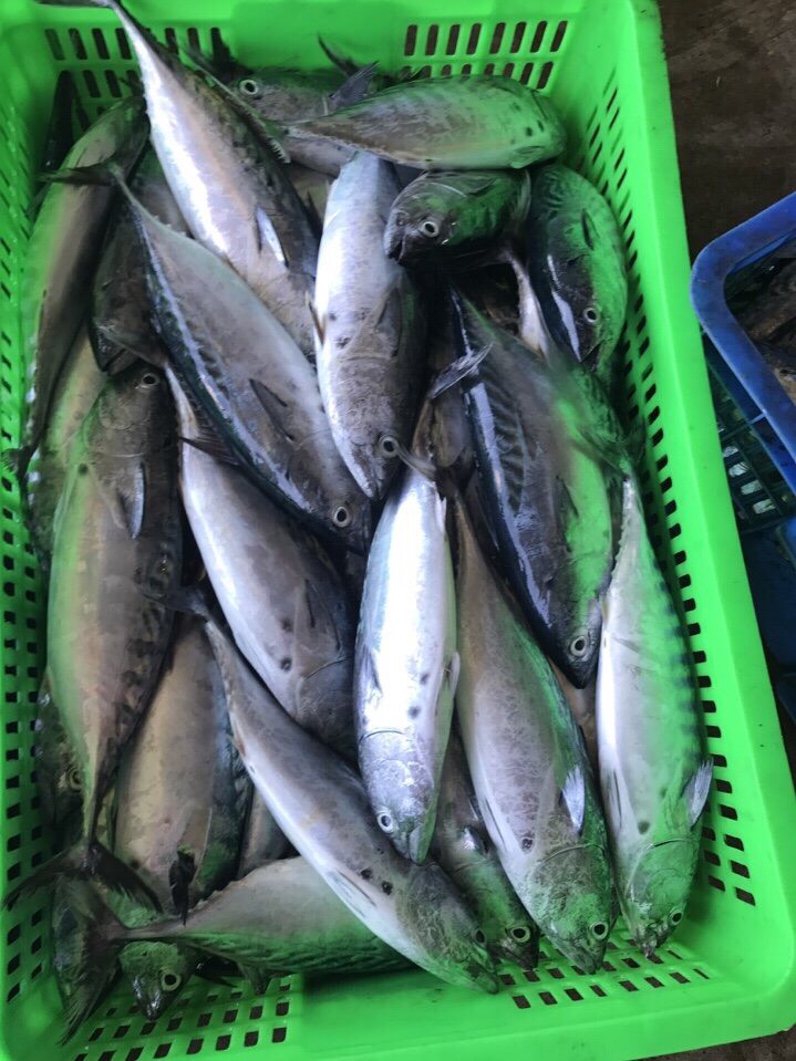 Frozen Seafood Processing