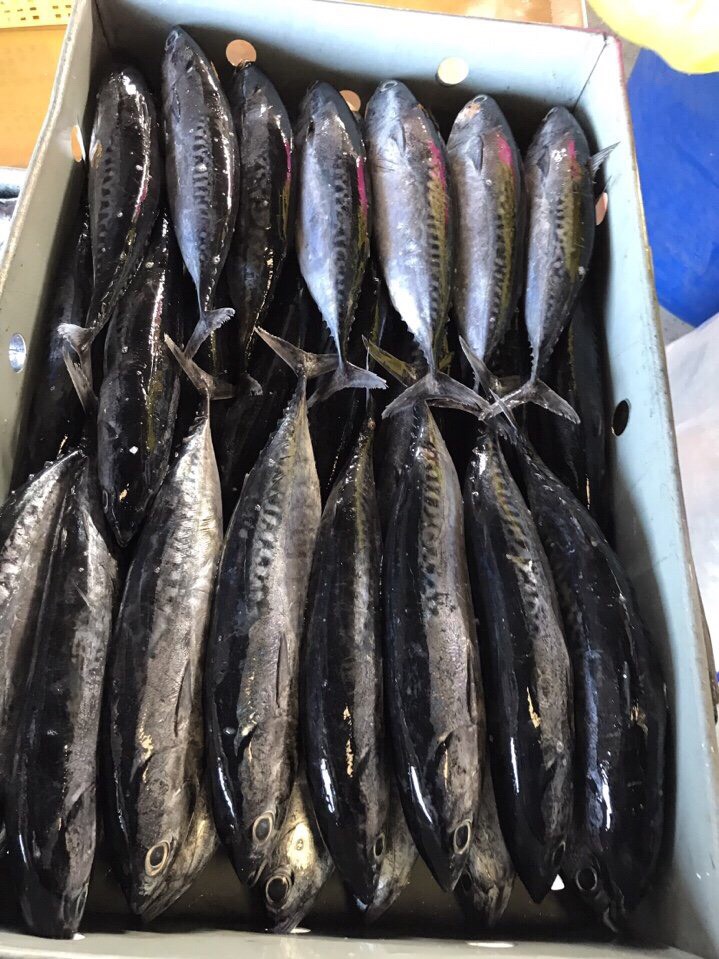 Frozen Seafood Processing