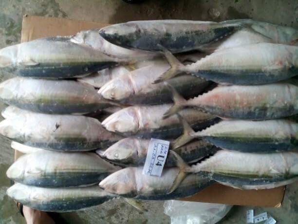 Frozen Seafood Processing