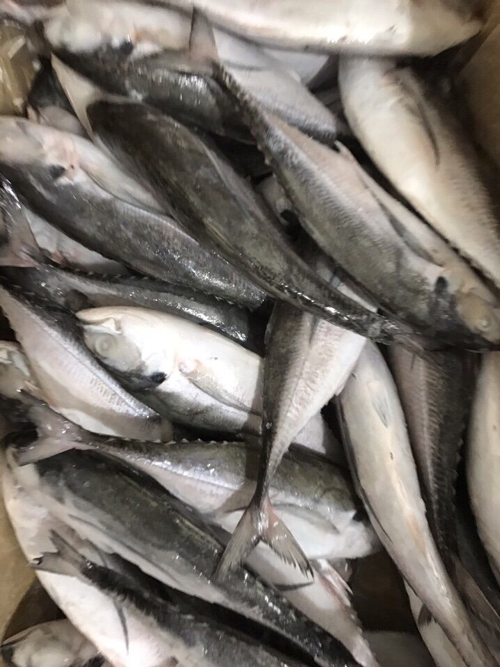 Frozen Seafood Processing