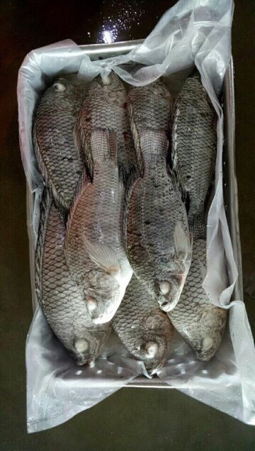 Frozen Seafood Processing