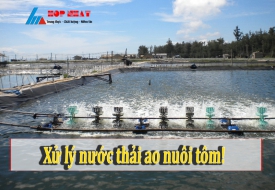 Shrimp pond wastewater treatment