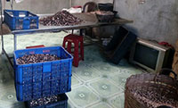 Cashew nuts factory