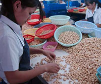 Cashew nuts factory