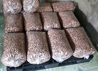 Cashew nuts factory