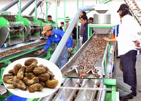 Cashew nuts factory