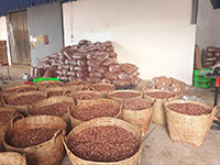 Cashew nuts factory