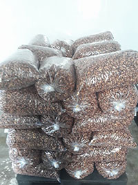 Cashew nuts factory