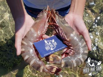 Black tiger shrimp