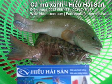 Blue grouper