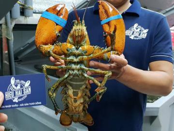 Canada lobster
