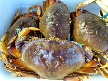 Dungeness crab