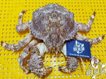 Fresh ruby crab