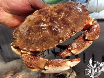 Jonah crab