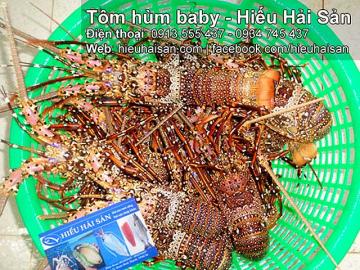 Red baby lobster
