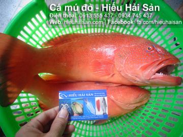 Red grouper