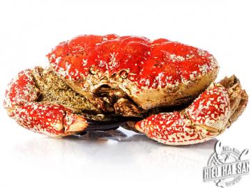 Tasmania crab