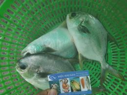 White birdfish