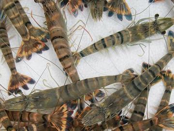 Black tiger shrimp