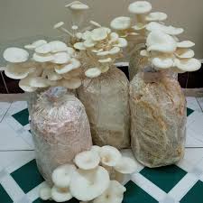 Mushroom grow bag