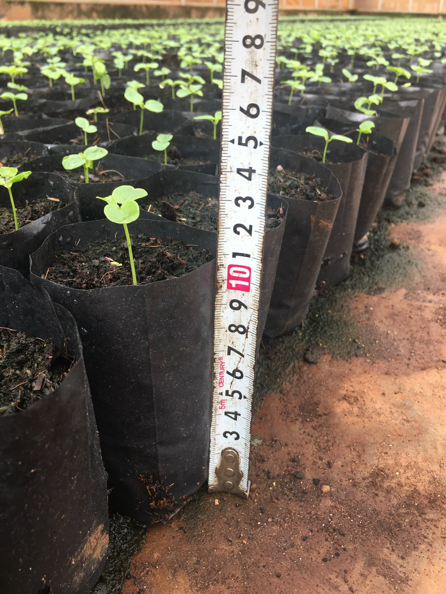 Tree nursery bag