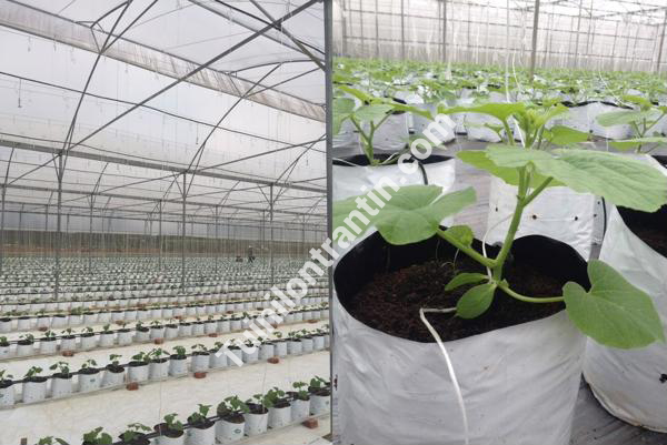 Tree nursery bag