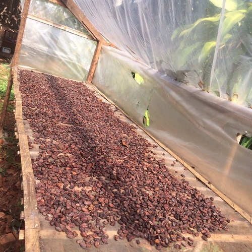 Drying of Cocoa Beans