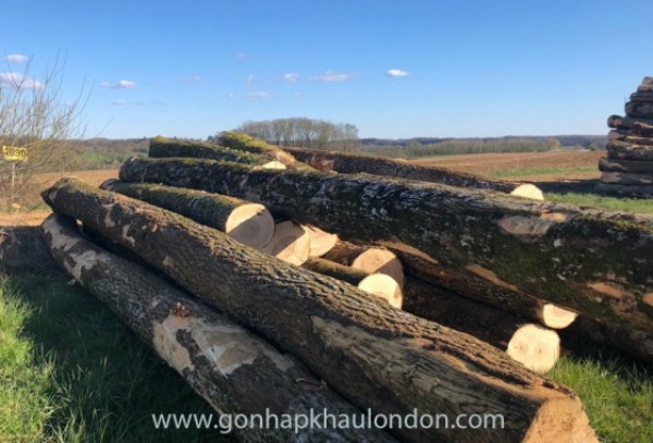 Ash Wood